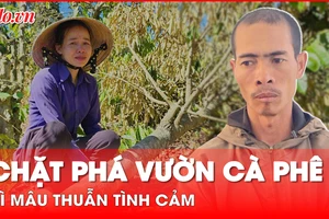 Video: Mâu thuẫn tình cảm, anh rể phá nát vườn cà phê của em vợ