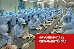Nâng cao chất lượng yến sào dưới góc nhìn pháp lý