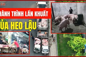 Video điều tra: Hé lộ đường đi của heo không lai lịch vào lò mổ lậu