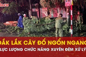 Cây đổ la liệt sau bão số 13, lực lượng chức năng Đắk Lắk xuyên đêm xử lý 
