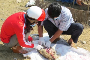 Hàng trăm xác vịt trôi lềnh bềnh trên sông Ba