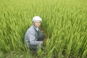 Lúa chết khô, thủy điện vẫn không 'chịu' xả nước 