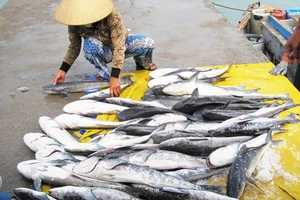 Cá bớp nuôi chết hàng loạt, thiệt hại nhiều tỉ đồng