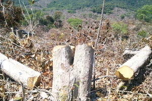 Xem xét khởi tố vụ án phá 110 ha rừng ở Phú Yên