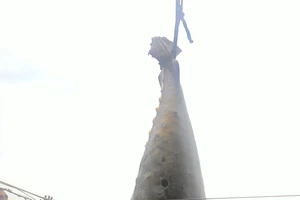 Ngư dân bắt được cá ngừ vây xanh quý hiếm nặng hơn 300 kg