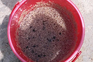 Kinh hãi nước thải của 1 doanh nghiệp có dòi bò lúc nhúc 