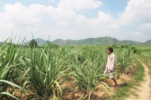 Yêu cầu khởi tố vụ doanh nghiệp phá hoa màu của dân