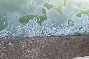 Cá chết hàng loạt ở Khánh Hòa là do tảo nở hoa