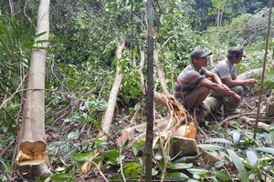 Phú Yên tạm dừng dự án phá rừng nuôi bò 