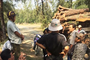 Buộc HTX phá rừng phòng hộ trồng lại rừng
