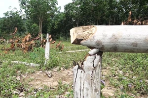 Hơn 300 cây cao su bị chặt, nghi kẻ xấu phá hoại