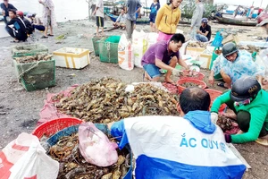 Hơn 600.000 con tôm hùm ở Phú Yên chết