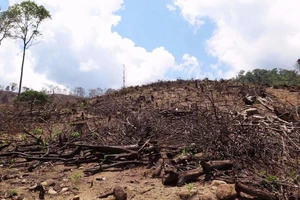 Khởi tố vụ phá hơn 40 ha rừng ở Bình Định