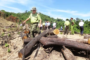 Bắt giám đốc chủ mưu phá 61 ha rừng