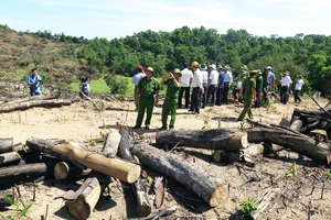 Khởi tố vụ án phá trắng 21 ha rừng phòng hộ ở Bình Định