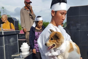 Cái chết uất hận của chú chó đang để tang chủ