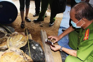 Vụ tàng trữ xác rùa biển: Sẽ xử nặng hơn truy tố?