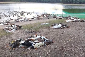Bầy vịt ngàn con chết nghi do đầu độc