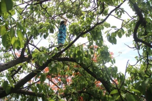 Đang đi, cô gái quăng xe leo lên cây nhảy nhót