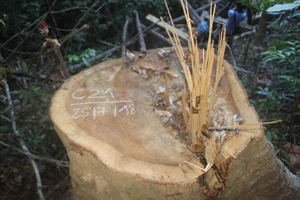 23 cổ thụ trong rừng phòng hộ bị hạ