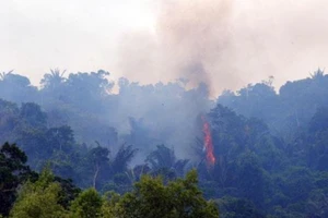 Lửa thiêu rụi 6 ha rừng đặc dụng Đèo Cả