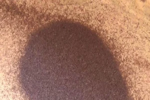 Côn trùng lạ bò lúc nhúc khắp nơi, cuộc sống người dân đảo lộn