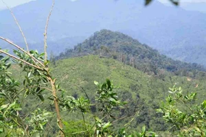 Cán bộ kiểm lâm chết bí ẩn sau khi đi kiểm tra rừng