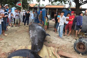 Dùng xe cẩu đưa xác cá voi hơn hai tấn vào bờ