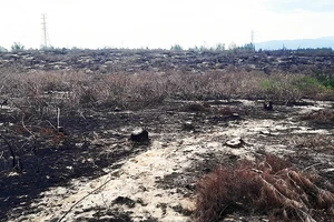 Tạm dừng dự án điện gió để mất 140 ha rừng phòng hộ