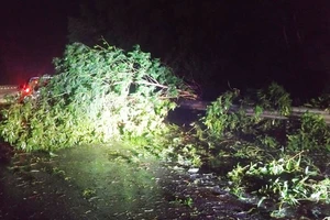 Bão số 5 càn quét tỉnh Bình Định 