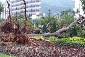 Bão số 5 tàn phá nhiều công trình ở Quy Nhơn