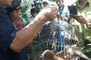 2 con cu li, 1 khỉ mốc, 1 khỉ đuôi lợn vừa được trở về rừng