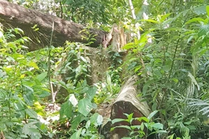 Phú Yên: Điều tra mở rộng, phát hiện thêm vụ phá rừng 'khủng'