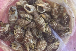 Xác định 2 loại ốc làm 1 người chết, 2 người cấp cứu