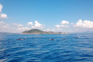 Kỳ thú đàn cá heo gần 200 con tung tăng trên biển Phú Yên