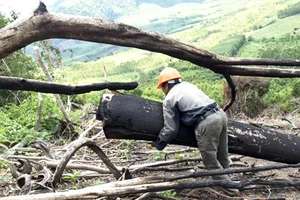 Rừng bị phá, 100% kiểm lâm bỏ phiếu không kỷ luật đồng nghiệp