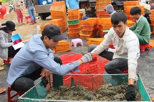 Tôm hùm khan hiếm, giá cao kỷ lục