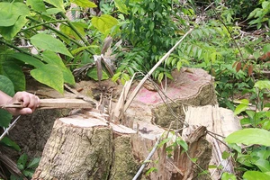 Khởi tố 5 cán bộ vụ mở đường phá rừng 