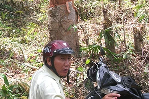 Khởi tố 1 cựu phó giám đốc ban quản lý rừng phòng hộ 