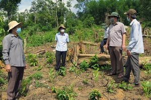 Tỉnh ủy yêu cầu xử lý nghiêm cán bộ liên quan vụ phá rừng ở huyện Sơn Hòa 