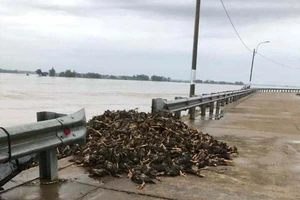 Chủ tịch UBND tỉnh Võ Ngọc Thành: 'Gia Lai xả chỉ mấy trăm m3/s thôi'