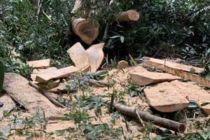 Truy đuổi 2 xe chở gỗ lậu, phát hiện 3 cây dổi trong rừng bị cưa hạ