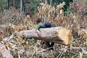 Khởi tố vụ rừng tự nhiên bị phá cạnh rừng trồng đang khai thác