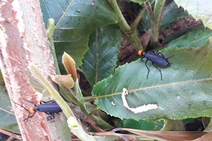 Ăn côn trùng lạ, 1 người chết, 2 người cấp cứu