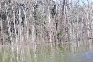 Công an điều tra hơn 25 ha rừng ở lòng hồ thủy điện Thượng Kon Tum chết khô