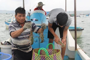  Lễ hội tôn vinh tôm hùm ở thủ phủ tôm hùm 