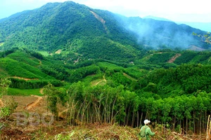 Bình Định: Kiểm tra chuyển nhượng 115 ha đất rừng của gia đình nguyên bí thư huyện 