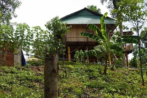 Vụ vợ chánh án làm nhà trên đất rừng phòng hộ: Thanh tra vào cuộc