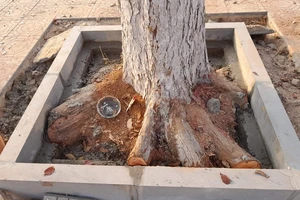 Phạt nhà thầu chặt rễ cây xanh 40 triệu đồng