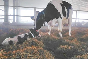Phạt công ty nuôi bò sữa 560 triệu đồng vì vi phạm môi trường